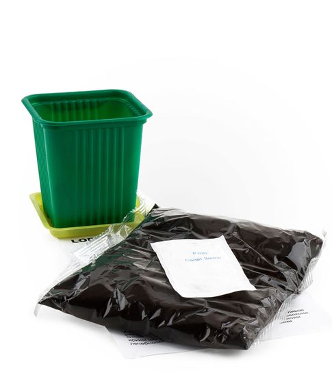 Набор для выращивания Юный агроном Астра LORI