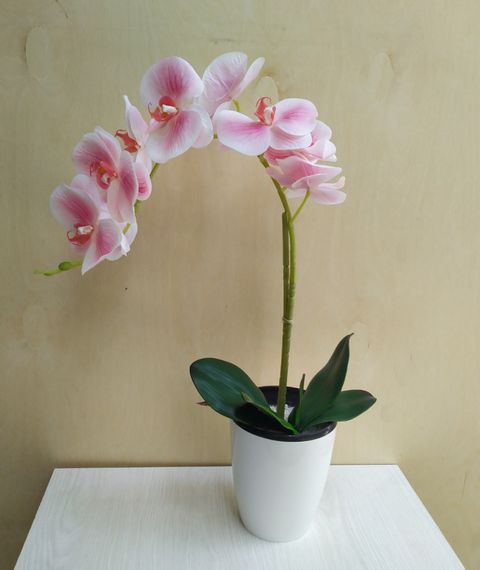 Гелиевая орхидея, 1 ветка