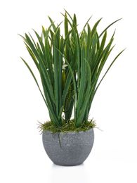 Декоративные цветы в горшке xarid qilish