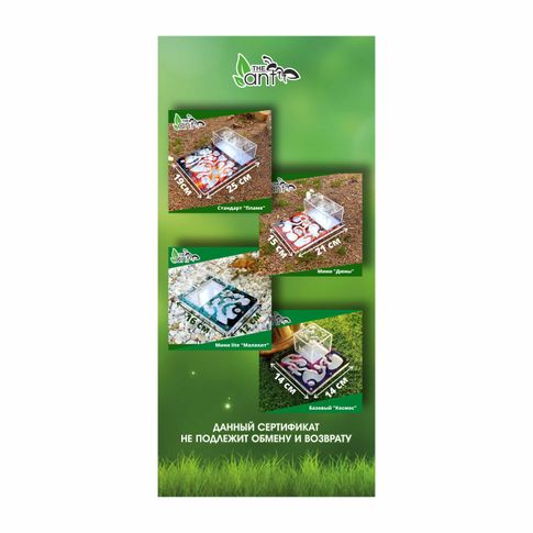 Сертификат на покупку муравьиной фермы (формикария) с колонией муравьев. Размер 21 см Х 15 см