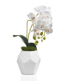 Декоративные цветы в горшке xarid qilish