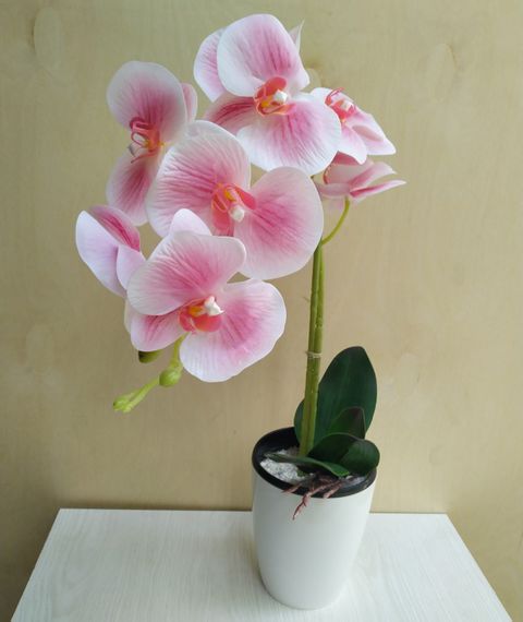 Гелиевая орхидея, 1 ветка